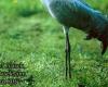 Avian flu: a common crane infected with the virus found dead in the Pyrenees