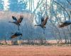 Concern after the discovery of a bird, infected with avian flu, found dead near a lake in the Pyrenees