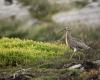 Study confirms disappearance of Slender-billed Curlew, last seen in Morocco