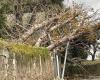 Storm Caetano. Fallen tree, damaged roofs… Nearly 400 interventions by firefighters in Anjou