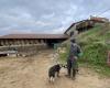 Haute-Loire. On this farm in Rosières, “we haven’t paid each other a salary for six months”