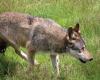 Drôme: a two and a half day old calf killed by a wolf