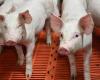 Preventing the transmission of swine flu to humans