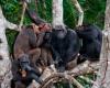 Migration, a driving force behind the cultural development of chimpanzees