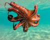 Octopuses Could Dominate Earth If Humans Extinct