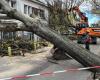 trees on the roadway in Nantes after its passage