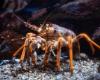 A fisherman catches an extremely rare golden lobster, he had a one in 30 million chance of catching it