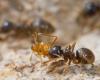 The worrying discovery of a new outbreak of “electric ants” in France