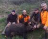 Charente-Maritime: The hunters who killed a record boar weighing 205 kg told us their story