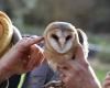 In Haute-Loire, the beautiful story of these siblings of barn owls who fell from the nest