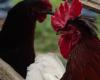 petition to save Ricco, rooster in danger due to neighborhood problems