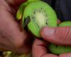 kiwi, a vitamin cure for winter