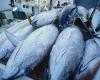 Morocco increases its quota of North Atlantic swordfish and bigeye tuna and maintains its quota of bluefin tuna