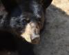 Belgium. Terrible incident in the huge Pairi Daiza park with the death of a bear: what happened