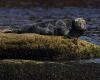 Avian flu: an investigation sheds light on the death of infected seals in Quebec