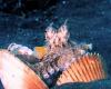 Octopus filmed using rocks as projectiles