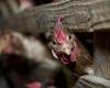 Avian flu in Hawaii: What are the risks?