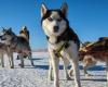 Canada’s Apology: Sled Dog Tragedy