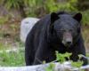 “Multiple detonations in Pairi Daiza”, a bear loses its life: what happened at the animal park?