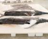 Morocco increases its quota of North Atlantic swordfish and bigeye tuna