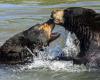 A black bear dies after a fight with another bear at Pairi Daiza park in Belgium