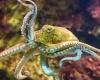 Octopuses, future masters of the world?