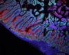 An atlas of human body cells takes shape