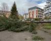 Storm Bert: fallen trees, blown roofs… images of the damage near Lyon