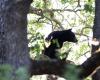 Bear at Pairi Daiza Zoo dies after fighting with another bear in its enclosure