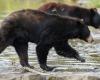 A bear dies in Pairi Daiza following a fight, an area of ​​the Belgian park closed to visitors