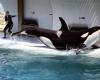 The orcas held at the Marineland park in Antibes have been the subject of a request for transfer to Japan