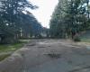 dozens of trees uprooted by violent winds in this park