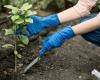 “On Sainte-Catherine, all wood takes root”: what to plant in my garden?