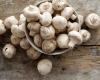 Button mushroom extract slows the growth of prostate cancer, study finds