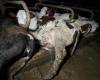 striking images of a dairy farm in Haute-Marne