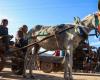 Gaza: donkeys help residents to survive the war