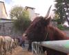 “Young people buy their animals on their cell phones!” From the Middle Ages to the digital age, the Sainte-Catherine Fair in Saint-Galmier