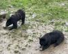 Fatal altercation between two bears in Pairi Daiza: why couldn't one of them be saved?