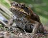 Every morning, this association helps the toads cross