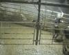 VIDEO. A dairy farm in Haute-Marne pinned by L214 for animal abuse and misleading communication