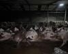 striking images of a dairy farm in Haute-Marne ⋆ Savoir Animal