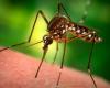 Proven epidemic of dengue fever in Tahiti and Moorea • TNTV Tahiti Nui Télévision