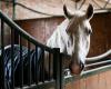 Yvelines: An animalist accuses a cub lieutenant of being responsible for the death of her horse