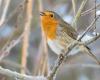 The robin was voted “bird of the year 2025”