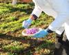 The province of Berkane has its first experience of saffron production