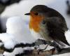 The robin voted bird of the year 2025