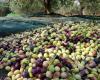 Olive production in Algeria: Olive oil prices are soaring