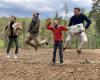 In the forests of Haut-Jura, a cheeky reforestation project