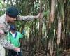 USAG Japan helps local organization harvest bamboo to support preservation of Japan’s culture > U.S. Indo-Pacific Command > News Article View