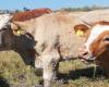 Health alert: bovine lumpy skin disease detected in Tunisia